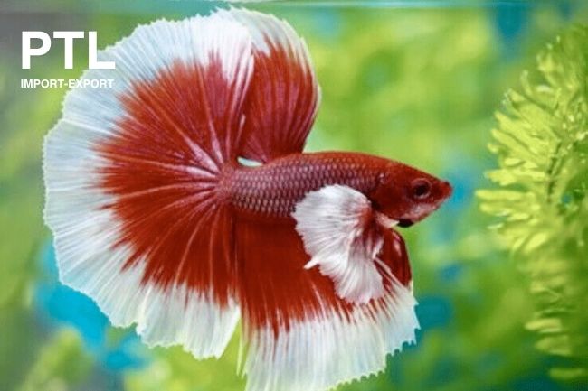 PTL-E018S BETTA SPL. SUPER DELTA DUMBO EARS